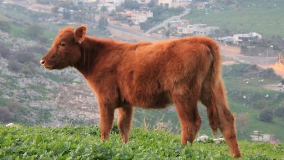 Figure 31. Red Heifer Being Raised in Israel by The Temple Institute and an Israeli Cattleman.