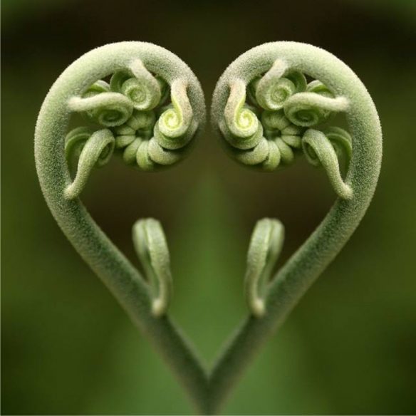 Figure 37. Unfurling Heart-Shaped Fern Frond, a Symbol of New Life in the Maori Culture (Koru) and a Manifestation of the Fibonacci Sequence in Nature.